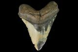 Huge, Fossil Megalodon Tooth - North Carolina #124457-1